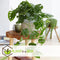 Plant in a Box - Monstera Monkey Mask - Rimpelgatenplant - Groene kamerplant - Pot 12cm - Hoogte 25-30cm