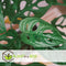 Plant in a Box - Monstera Monkey Mask - Rimpelgatenplant - Groene kamerplant - Pot 12cm - Hoogte 25-30cm