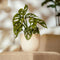 Plant in a Box - Monstera Monkey Mask - Rimpelgatenplant - Groene kamerplant - Pot 12cm - Hoogte 25-30cm