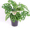 Plant in a Box - Monstera Monkey Mask - Rimpelgatenplant - Groene kamerplant - Pot 12cm - Hoogte 25-30cm