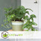 Plant in a Box - Monstera Monkey Mask - Rimpelgatenplant - Groene kamerplant - Pot 12cm - Hoogte 25-30cm