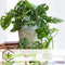 Plant in a Box - Monstera Monkey Mask - Rimpelgatenplant - Groene kamerplant - Pot 12cm - Hoogte 25-30cm