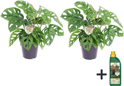 Plant in a Box - Monstera Monkey Mask - Set van 2 - Inclusief Pokon - Rimpelgatenplant - Groene kamerplant - Pot 12cm - Hoogte 25-30cm