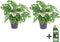 Plant in a Box - Monstera Monkey Mask - Set van 2 - Inclusief Pokon - Rimpelgatenplant - Groene kamerplant - Pot 12cm - Hoogte 25-30cm