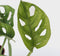 Plant in a Box - Monstera Monkey Mask - Set van 2 - Inclusief Pokon - Rimpelgatenplant - Groene kamerplant - Pot 12cm - Hoogte 25-30cm