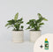 Plant in a Box - Monstera Monkey Mask - Set van 2 - Inclusief Pokon - Rimpelgatenplant - Groene kamerplant - Pot 12cm - Hoogte 25-30cm