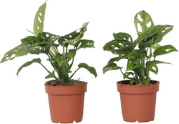 Plant in a Box - Monstera Monkey Mask - Set van 2 - Rimpelgatenplant - Groene kamerplant - Pot 12cm - Hoogte 25-30cm