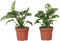 Plant in a Box - Monstera Monkey Mask - Set van 2 - Rimpelgatenplant - Groene kamerplant - Pot 12cm - Hoogte 25-30cm