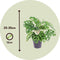 Plant in a Box - Monstera Monkey Mask - Set van 2 - Rimpelgatenplant - Groene kamerplant - Pot 12cm - Hoogte 25-30cm