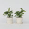 Plant in a Box - Monstera Monkey Mask - Set van 2 - Rimpelgatenplant - Groene kamerplant - Pot 12cm - Hoogte 25-30cm