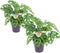 Plant in a Box - Monstera Monkey Mask - Set van 2 - Rimpelgatenplant - Groene kamerplant - Pot 12cm - Hoogte 25-30cm