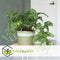 Plant in a Box - Monstera Monkey Mask - Set van 2 - Rimpelgatenplant - Groene kamerplant - Pot 12cm - Hoogte 25-30cm