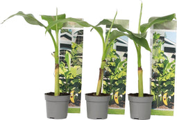 Plant in a Box - Musa Basjoo - Set van 3 - Winterharde bananenplanten - Tuinbanaan - Pot 9cm - Hoogte 25-40cm