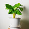 Plant in a Box - Musa Basjoo - Set van 3 - Winterharde bananenplanten - Tuinbanaan - Pot 9cm - Hoogte 25-40cm