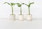 Plant in a Box - Musa Basjoo - Set van 3 - Winterharde bananenplanten - Tuinbanaan - Pot 9cm - Hoogte 25-40cm