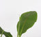 Plant in a Box - Musa Basjoo - Set van 3 - Winterharde bananenplanten - Tuinbanaan - Pot 9cm - Hoogte 25-40cm