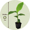 Plant in a Box - Musa Basjoo - Set van 3 - Winterharde bananenplanten - Tuinbanaan - Pot 9cm - Hoogte 25-40cm