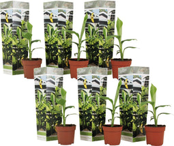 Plant in a Box - Musa Basjoo - Set van 6 - Winterharde bananenplanten - Tuinbanaan - Pot 9cm - Hoogte 25-40cm