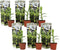 Plant in a Box - Musa Basjoo - Set van 6 - Winterharde bananenplanten - Tuinbanaan - Pot 9cm - Hoogte 25-40cm