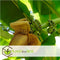 Plant in a Box - Musa Basjoo - Set van 6 - Winterharde bananenplanten - Tuinbanaan - Pot 9cm - Hoogte 25-40cm