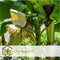 Plant in a Box - Musa Basjoo - Set van 6 - Winterharde bananenplanten - Tuinbanaan - Pot 9cm - Hoogte 25-40cm