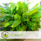 Plant in a Box - Musa Basjoo - Set van 6 - Winterharde bananenplanten - Tuinbanaan - Pot 9cm - Hoogte 25-40cm