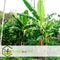 Plant in a Box - Musa Basjoo - Set van 6 - Winterharde bananenplanten - Tuinbanaan - Pot 9cm - Hoogte 25-40cm