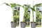 Plant in a Box - Musa Basjoo - Set van 6 - Winterharde bananenplanten - Tuinbanaan - Pot 9cm - Hoogte 25-40cm