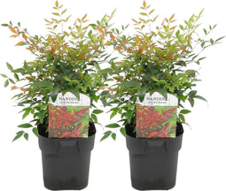 Plant in a Box - Nandina domestica Gulfstream - Set van 2 - Hemelse Bamboe - Pot 17cm - Hoogte 25-40cm