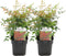 Plant in a Box - Nandina domestica Gulfstream - Set van 2 - Hemelse Bamboe - Pot 17cm - Hoogte 25-40cm