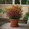 Plant in a Box - Nandina domestica Gulfstream - Set van 2 - Hemelse Bamboe - Pot 17cm - Hoogte 25-40cm