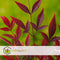 Plant in a Box - Nandina domestica Gulfstream - Set van 2 - Hemelse Bamboe - Pot 17cm - Hoogte 25-40cm