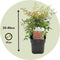 Plant in a Box - Nandina domestica Gulfstream - Set van 2 - Hemelse Bamboe - Pot 17cm - Hoogte 25-40cm