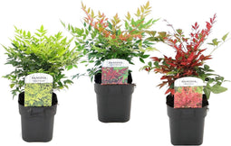 Plant in a Box - Nandina domestica Lemon Lime, Gulfstream, Obsessed - Mix van 3 - Hemelse Bamboe - Pot 17cm - Hoogte 25-40cm
