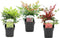 Plant in a Box - Nandina domestica Lemon Lime, Gulfstream, Obsessed - Mix van 3 - Hemelse Bamboe - Pot 17cm - Hoogte 25-40cm