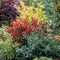 Plant in a Box - Nandina domestica Lemon Lime, Gulfstream, Obsessed - Mix van 3 - Hemelse Bamboe - Pot 17cm - Hoogte 25-40cm