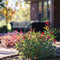 Plant in a Box - Nandina domestica Lemon Lime, Gulfstream, Obsessed - Mix van 3 - Hemelse Bamboe - Pot 17cm - Hoogte 25-40cm