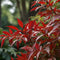 Plant in a Box - Nandina domestica Lemon Lime, Gulfstream, Obsessed - Mix van 3 - Hemelse Bamboe - Pot 17cm - Hoogte 25-40cm
