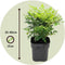 Plant in a Box - Nandina domestica Lemon Lime, Gulfstream, Obsessed - Mix van 3 - Hemelse Bamboe - Pot 17cm - Hoogte 25-40cm
