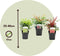 Plant in a Box - Nandina domestica Lemon Lime, Gulfstream, Obsessed - Mix van 3 - Hemelse Bamboe - Pot 17cm - Hoogte 25-40cm