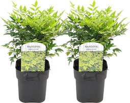 Plant in a Box - Nandina domestica Lemon Lime - Set van 2 - Hemelse Bamboe - Pot 17cm - Hoogte 25-40cm