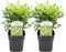 Plant in a Box - Nandina domestica Lemon Lime - Set van 2 - Hemelse Bamboe - Pot 17cm - Hoogte 25-40cm