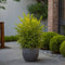 Plant in a Box - Nandina domestica Lemon Lime - Set van 2 - Hemelse Bamboe - Pot 17cm - Hoogte 25-40cm