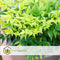 Plant in a Box - Nandina domestica Lemon Lime - Set van 2 - Hemelse Bamboe - Pot 17cm - Hoogte 25-40cm
