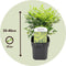 Plant in a Box - Nandina domestica Lemon Lime - Set van 2 - Hemelse Bamboe - Pot 17cm - Hoogte 25-40cm