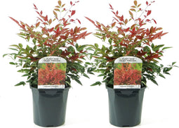 Plant in a Box - Nandina domestica Obsessed - Set van 2 - Hemelse Bamboe - Pot 17cm - Hoogte 25-40cm