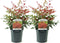 Plant in a Box - Nandina domestica Obsessed - Set van 2 - Hemelse Bamboe - Pot 17cm - Hoogte 25-40cm