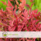 Plant in a Box - Nandina domestica Obsessed - Set van 2 - Hemelse Bamboe - Pot 17cm - Hoogte 25-40cm