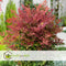 Plant in a Box - Nandina domestica Obsessed - Set van 2 - Hemelse Bamboe - Pot 17cm - Hoogte 25-40cm