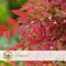 Plant in a Box - Nandina domestica Obsessed - Set van 2 - Hemelse Bamboe - Pot 17cm - Hoogte 25-40cm